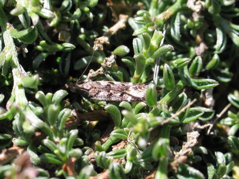 Prolita solutella Prolita solutella