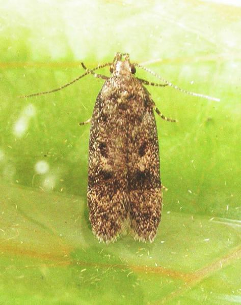 Gelechia scotinella Gelechia scotinella