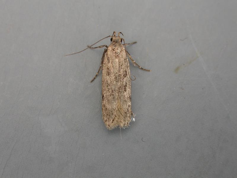 Gelechia cuneatella Gelechia cuneatella