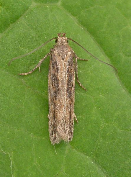 Scrobipalpa samadensis Scrobipalpa samadensis