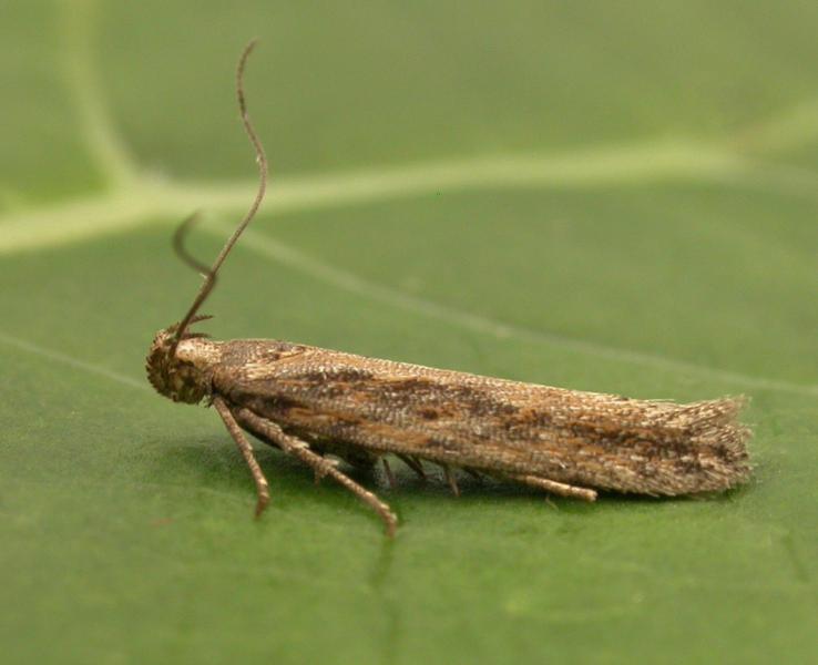 Scrobipalpa instabilella Scrobipalpa instabilella