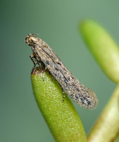 Scrobipalpa nitentella Scrobipalpa nitentella