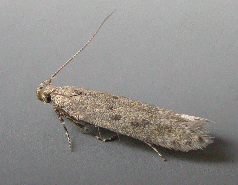 Scrobipalpa obsoletella Scrobipalpa obsoletella