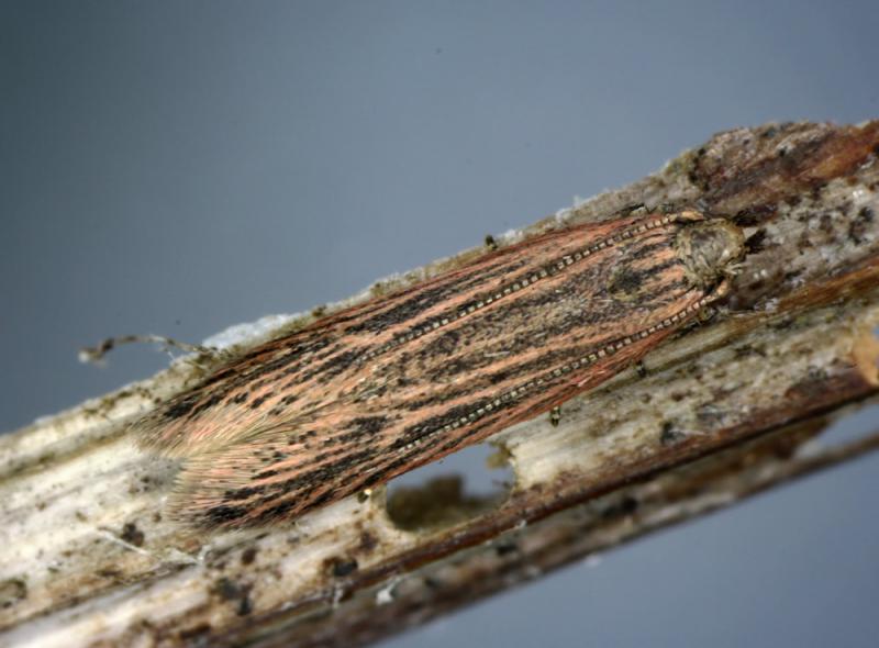Scrobipalpa clintoni Scrobipalpa clintoni