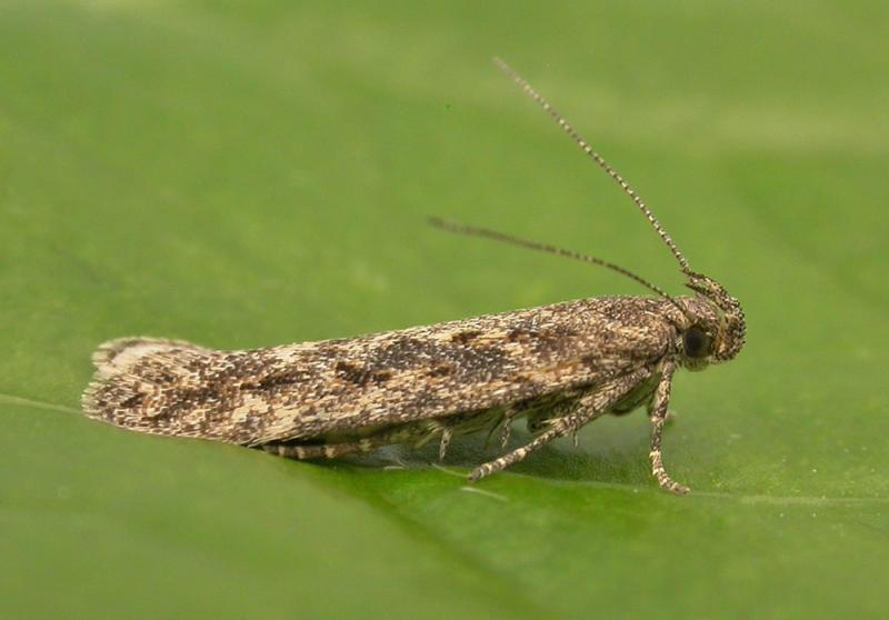 Scrobipalpa atriplicella Scrobipalpa atriplicella