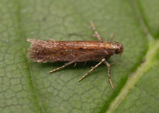 Scrobipalpa artemisiella Scrobipalpa artemisiella