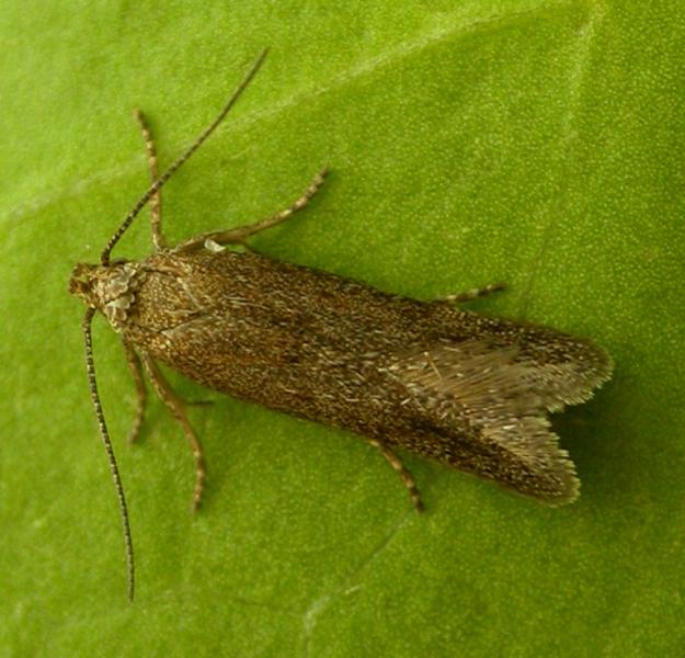 Scrobipalpa acuminatella Scrobipalpa acuminatella