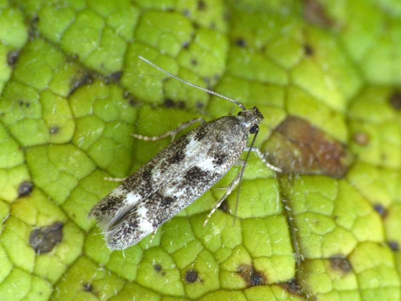 Caryocolum vicinella Caryocolum vicinella