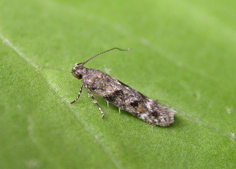 Caryocolum alsinella Caryocolum alsinella