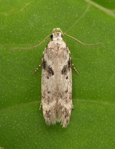 Caryocolum blandella Caryocolum blandella