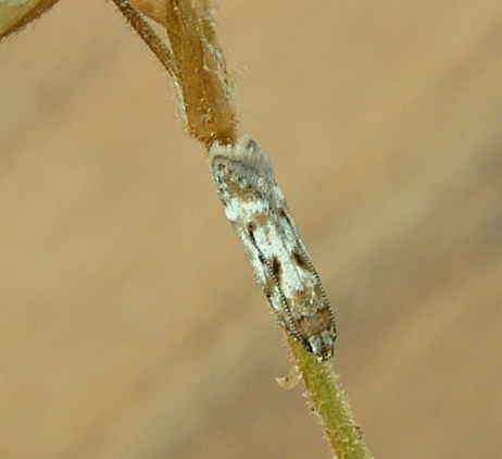 Caryocolum blandelloides Caryocolum blandelloides