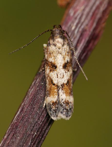 Caryocolum junctella Caryocolum junctella