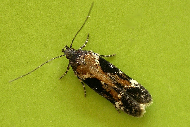 Caryocolum tricolorella Caryocolum tricolorella