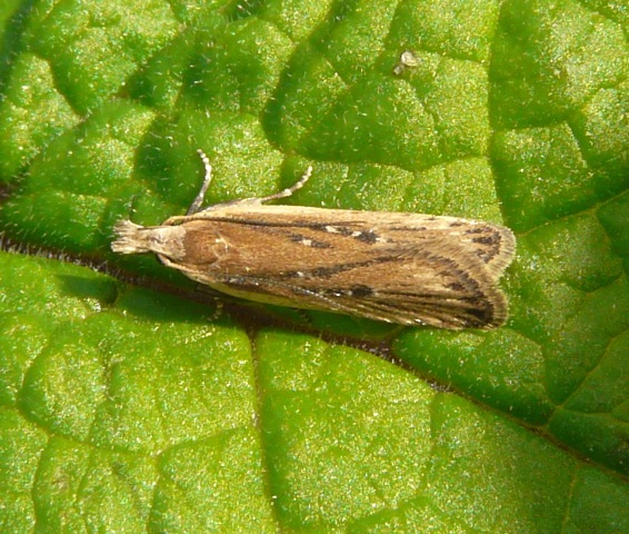 Nothris congressariella Nothris congressariella