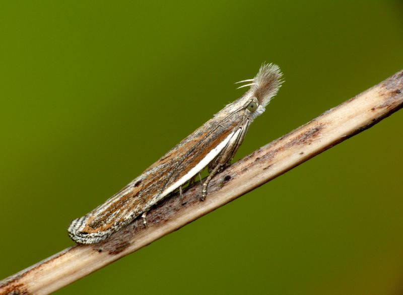 Sophronia semicostella Sophronia semicostella
