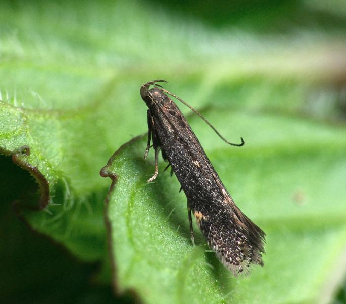 Aproaerema anthyllidella Aproaerema anthyllidella