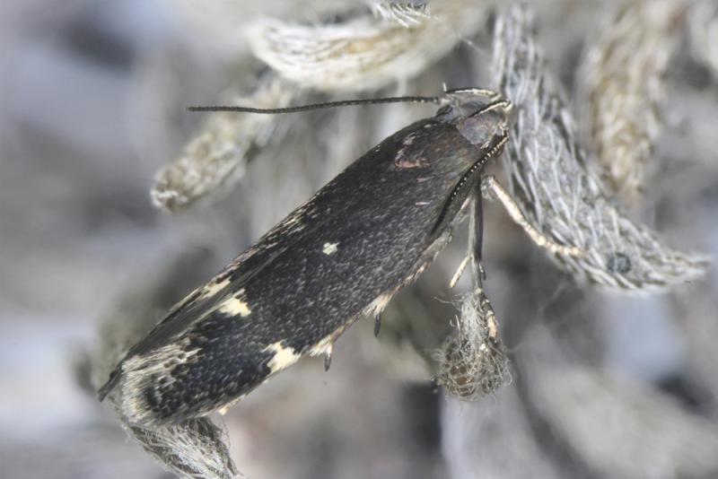 Aproaerema suecicella Aproaerema suecicella
