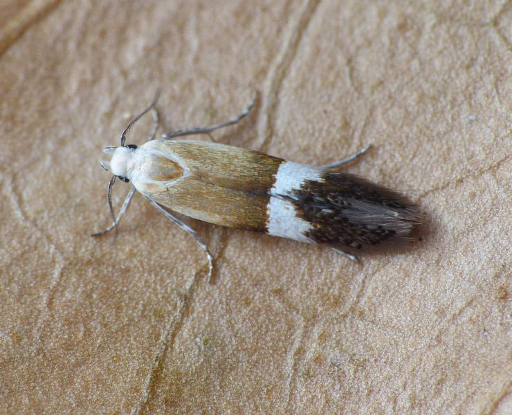 Aproaerema polychromella Aproaerema polychromella