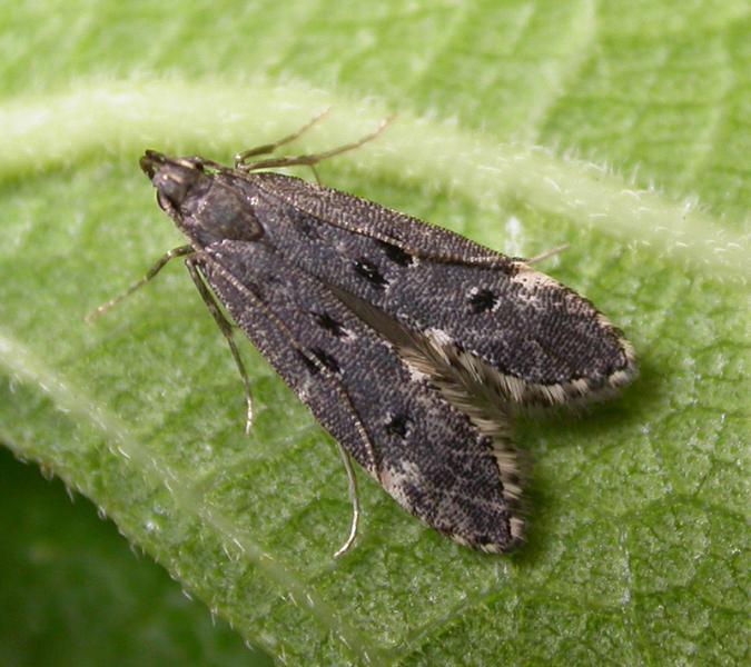 Dichomeris alacella Dichomeris alacella
