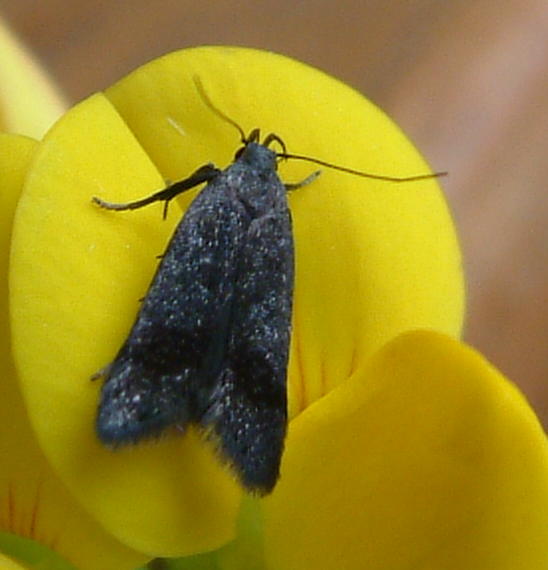 Anacampsis temerella Anacampsis temerella