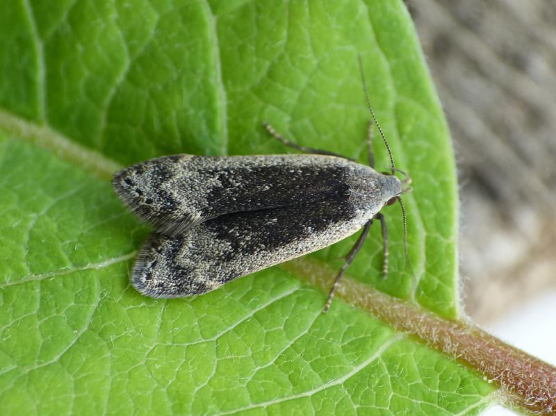 Anacampsis populella Anacampsis populella