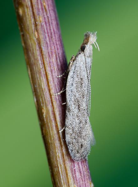 Anarsia spartiella Anarsia spartiella