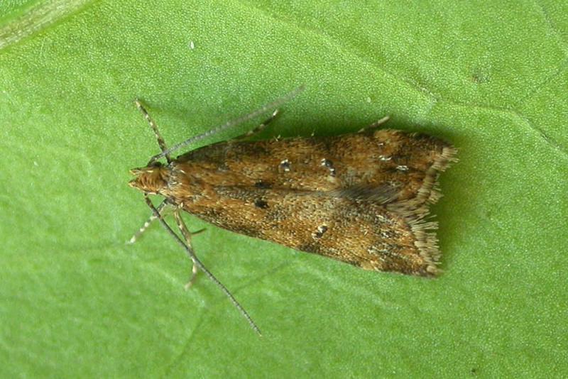 Brachmia blandella Brachmia blandella