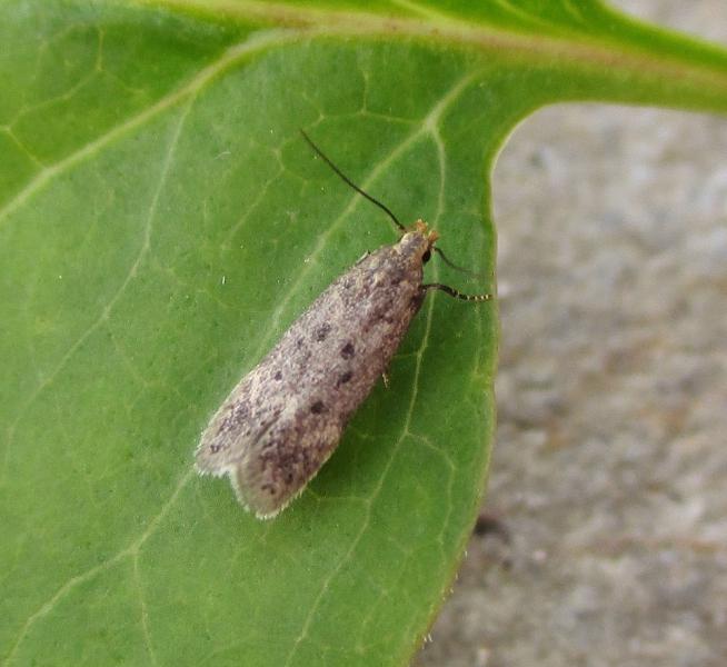 Bryotropha senectella Bryotropha senectella