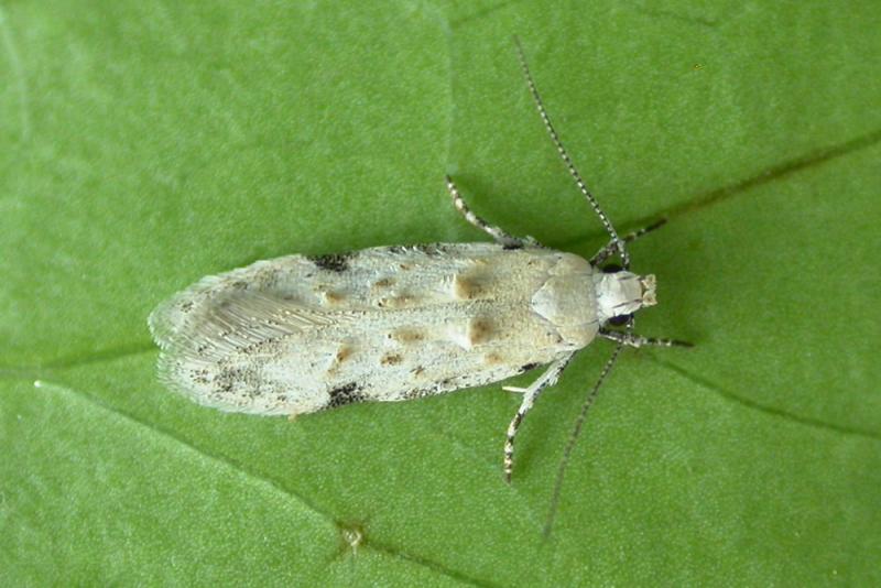 Carpatolechia alburnella Carpatolechia alburnella