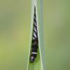 Helcystogramma rufescens larva in spinning, Lancaster 2019 (Photo: © B Smart)
