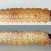 Pexicopia malvella larvae (Photo: © B Smart)