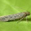 Scrobipalpa nitentella Bristol 2017 (Photo: © B Smart)