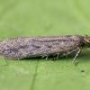 Scrobipalpa nitentella Bristol 2017 (Photo: © B Smart)