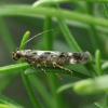 Caryocolum vicinella Banffshire 2019 (Photo: © R Leverton)