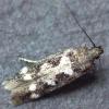 Caryocolum vicinella Ceredigion 2018 (Photo: © P Major)