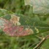 Carpatolechia notatella Lancashire 2017 (Photo: © B Smart)