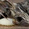 Metzneria lappella larva 2015 (Photo: © P Clement)