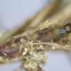 Eulamprotes wilkella larva found in silken tube amongst Hypnum lacunosum var lacunosum Icklingham, Suffolk Photo: © R J Heckford)