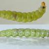 Teleiodes vulgella larvae, Chorlton (Photo: © B Smart)
