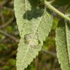 Teleiodes vulgella feeding signs Rowan, Chorlton (Photo: © B Smart)