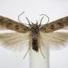 Scrobipalpa salicorniae (salinella) bred Aster tripolium, Peranworthal, Cornwall 1996 (Photo: © R J Heckford)