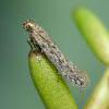 Scrobipalpa nitentella, Warham, Norfolk (Photo: © O Wadsworth)