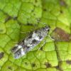 Caryocolum vicinella, Carmarthenshire 2016 (Photo: © C Manley)