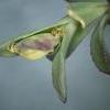 Caryocolum vicinella feeding (Photo: © R J Heckford)