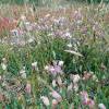 Caryocolum vicinella foodplant Kent 2015 (Photo: © S Palmer)