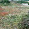 Caryocolum vicinella habitat Kent 2015 (Photo: © S Palmer)