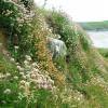 Caryocolum vicinella habitat Pembs (Photo: © S Palmer)