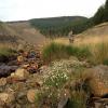 Caryocolum vicinella habitat, former Lead mine Carmarthenshire 2016 (Photo: © C Manley)