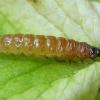 Caryocolum fraternella larva Sale Water Park, Lancs 30.4.2016 (Photo: © B Smart)