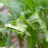 Caryocolum fraternella feeding signs wood stitchwort Sale Water Park (Photo: © B Smart)